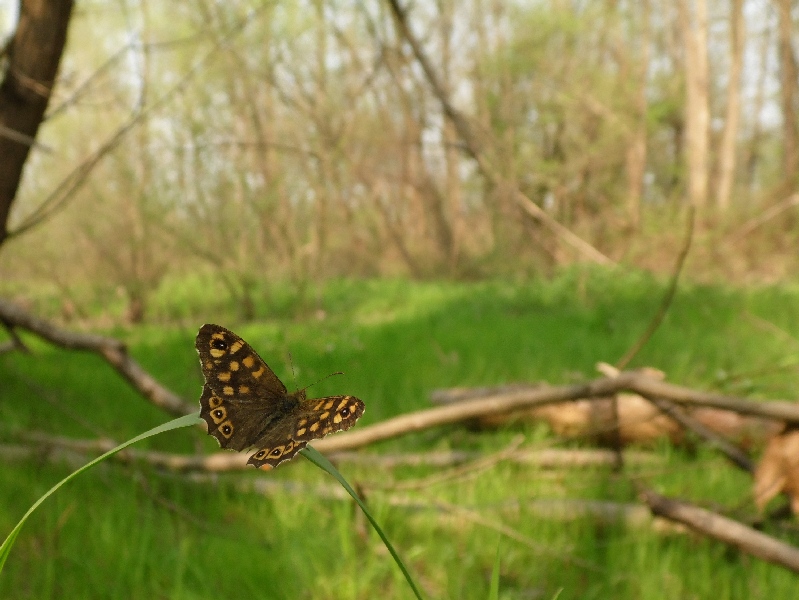 Parco del Ticino 18.4.13